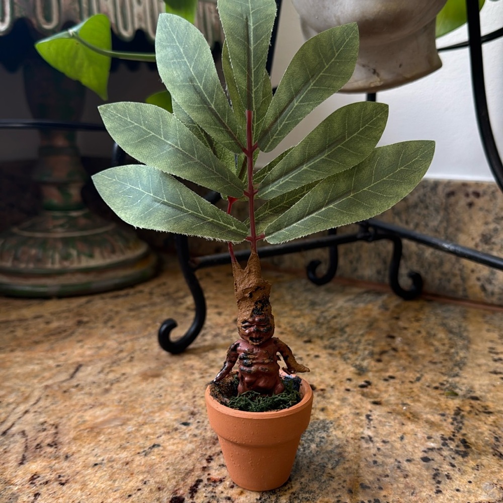 Mandrake Root